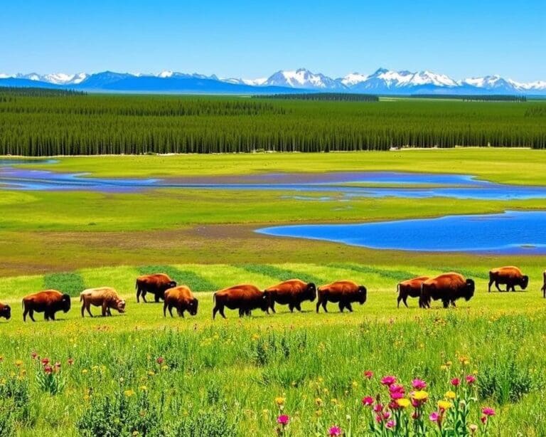 Naturerlebnisse im Wood-Buffalo-Nationalpark, Kanada