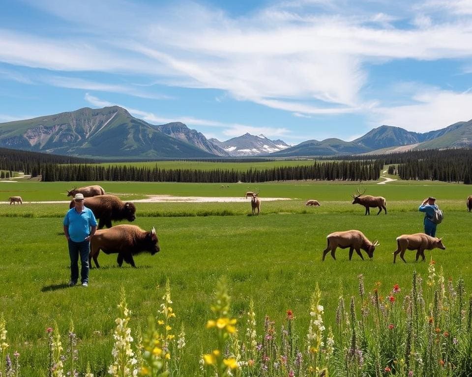 Tierbeobachtung Yellowstone