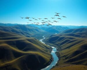 Warum fliegen Vögel in Formation?