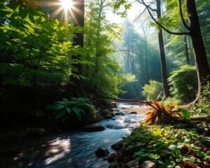 Die heilende Kraft von Waldbaden entdecken