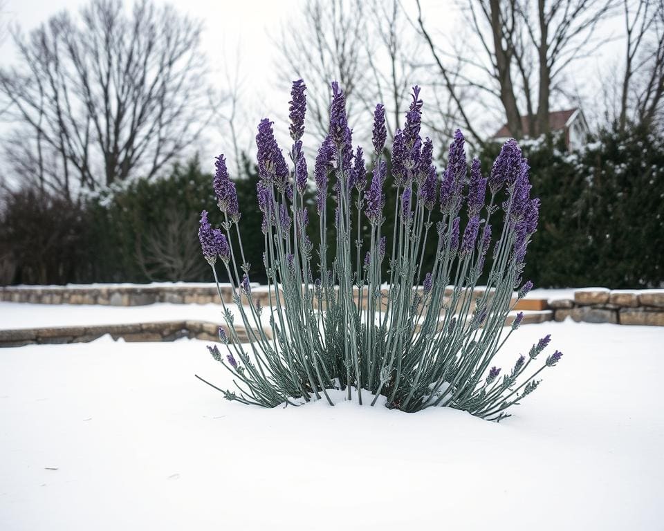 Lavendel draußen stehen lassen im Winter