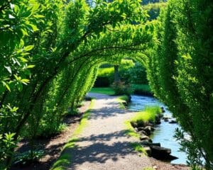 Wie viel Wasser brauchen immergrüne Spalierbäume im Sommer?