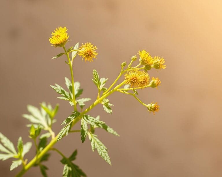 Welche Vorteile hat Artemisia annua Pulver als Rohstoff?